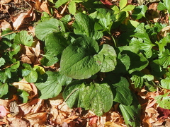 Smilax ecirrhata