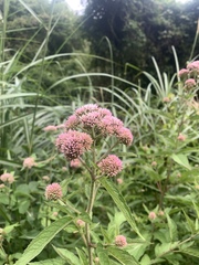 Eupatorium formosanum