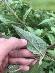 Eupatorium formosanum