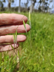 Avena barbata