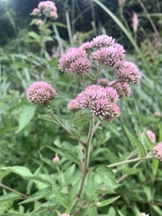 Eupatorium formosanum