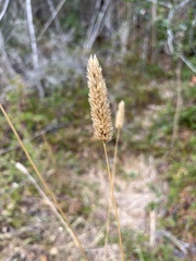 Phalaris aquatica