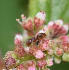 Brachymyrmex obscurior