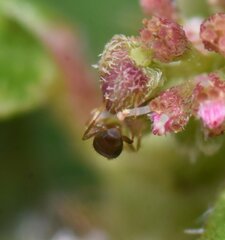 Brachymyrmex obscurior