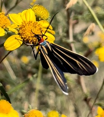 Ctenucha venosa