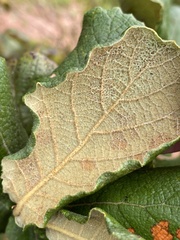 Quercus greggii