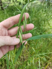 Avena fatua