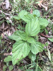 Stachytarpheta cayennensis