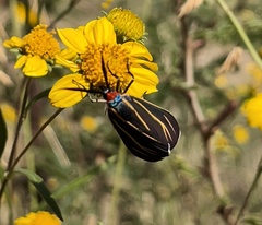 Ctenucha venosa