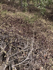 Alternanthera brasiliana