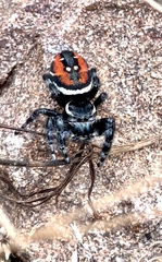 Phidippus carneus