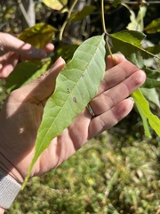 Fraxinus pennsylvanica