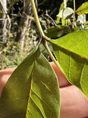 Fraxinus pennsylvanica