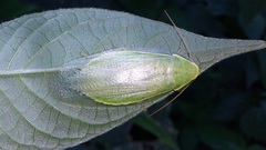 Panchlora