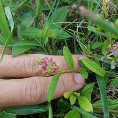 Alysicarpus vaginalis