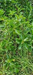 Myoporum