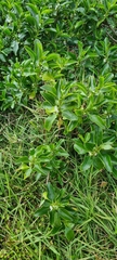 Myoporum