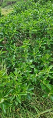 Myoporum