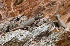 Tropidurus