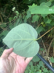 Idesia polycarpa