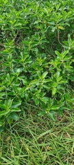 Myoporum