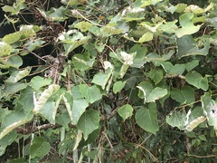 Idesia polycarpa