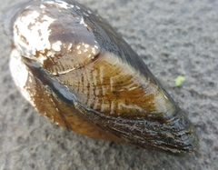 Alasmidonta marginata