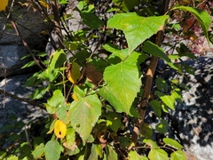 Betula cordifolia