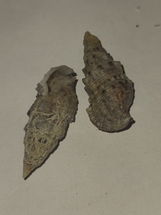 Cerithium atratum