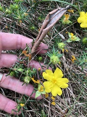 Hibbertia stricta