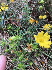 Hibbertia stricta