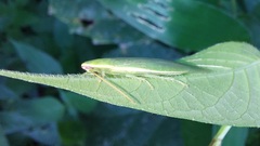 Panchlora