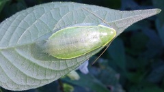 Panchlora
