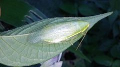 Panchlora