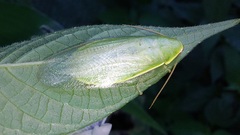 Panchlora