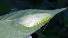 Panchlora
