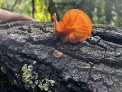 Auricularia angiospermarum