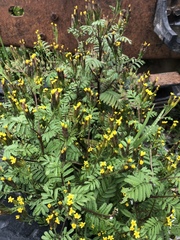 Tagetes foetidissima