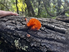 Auricularia angiospermarum
