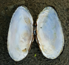 Alasmidonta marginata