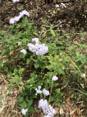 Ageratum conyzoides