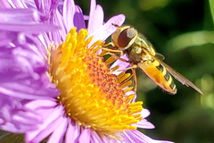Syrphus rectus