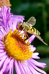 Syrphus rectus