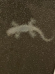 Hemidactylus turcicus