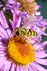 Syrphus rectus