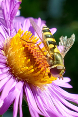 Syrphus rectus