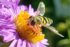 Syrphus rectus