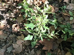 Chenopodium ficifolium
