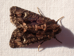 Apamea amputatrix