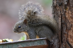 Sciurus aestuans